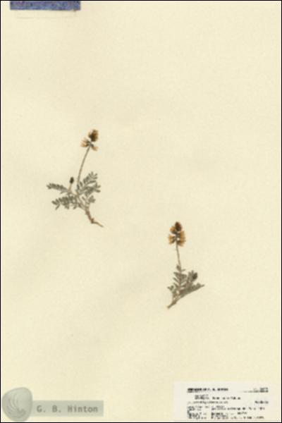 URN_catalog_HBHinton_herbarium_22015.jpg.jpg