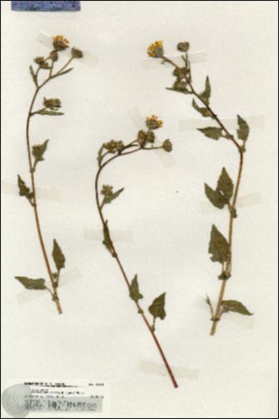 URN_catalog_HBHinton_herbarium_19673.jpg.jpg