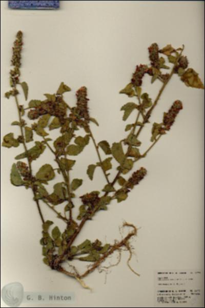 URN_catalog_HBHinton_herbarium_23773.jpg.jpg