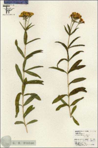 URN_catalog_HBHinton_herbarium_26445.jpg.jpg