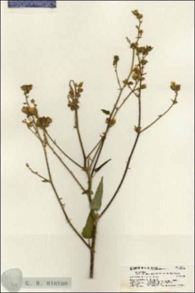 URN_catalog_HBHinton_herbarium_21661.jpg.jpg