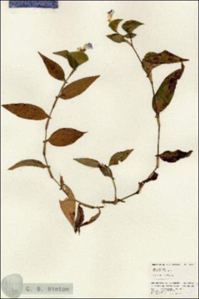 URN_catalog_HBHinton_herbarium_24843.jpg.jpg