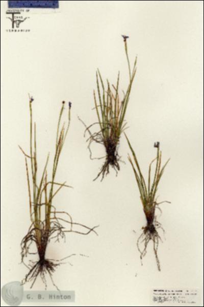 URN_catalog_HBHinton_herbarium_25601.jpg.jpg