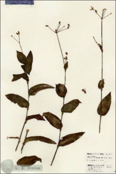 URN_catalog_HBHinton_herbarium_24677.jpg.jpg