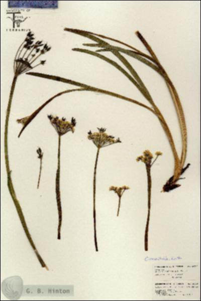 URN_catalog_HBHinton_herbarium_26589.jpg.jpg
