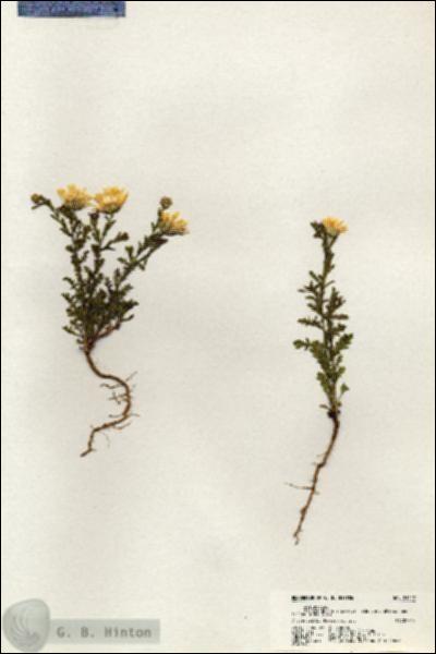 URN_catalog_HBHinton_herbarium_21119.jpg.jpg