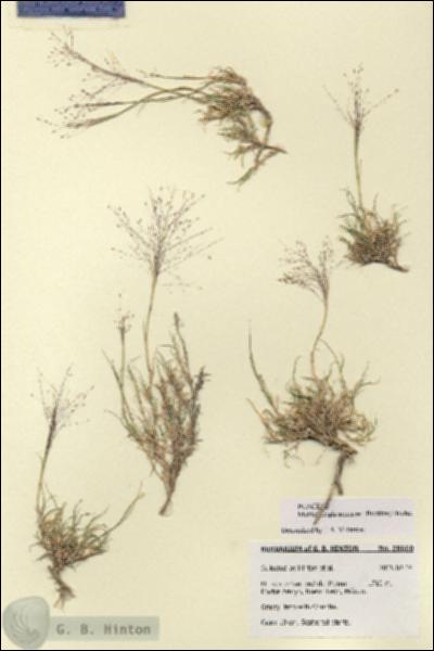URN_catalog_HBHinton_herbarium_28660.jpg.jpg
