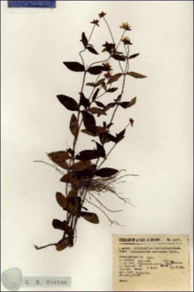 URN_catalog_HBHinton_herbarium_2017.jpg.jpg