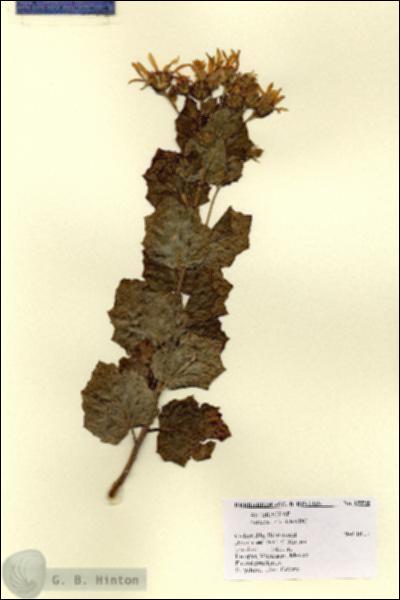 URN_catalog_HBHinton_herbarium_15595.jpg.jpg