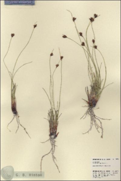 URN_catalog_HBHinton_herbarium_22034.jpg.jpg