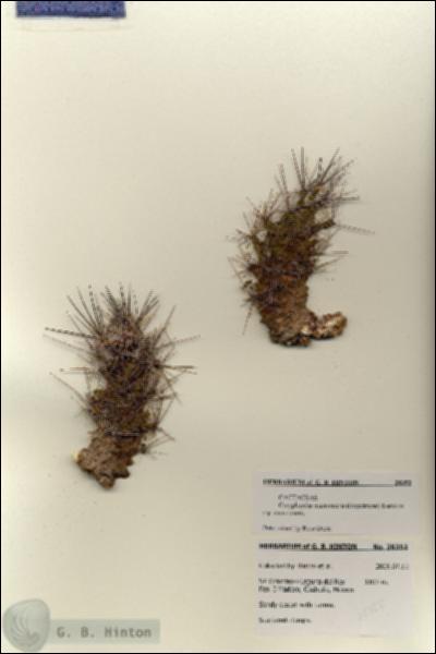 URN_catalog_HBHinton_herbarium_28352.jpg.jpg