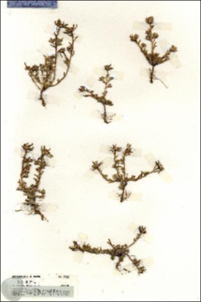 URN_catalog_HBHinton_herbarium_19663.jpg.jpg