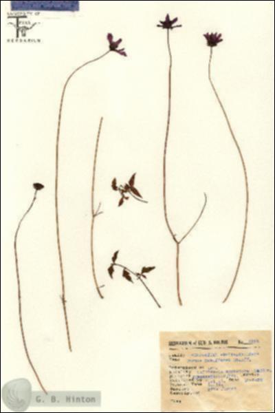 URN_catalog_HBHinton_herbarium_4865.jpg.jpg