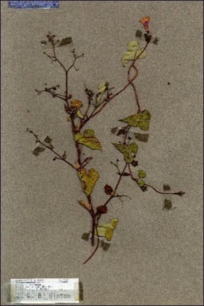URN_catalog_HBHinton_herbarium_17612.jpg.jpg