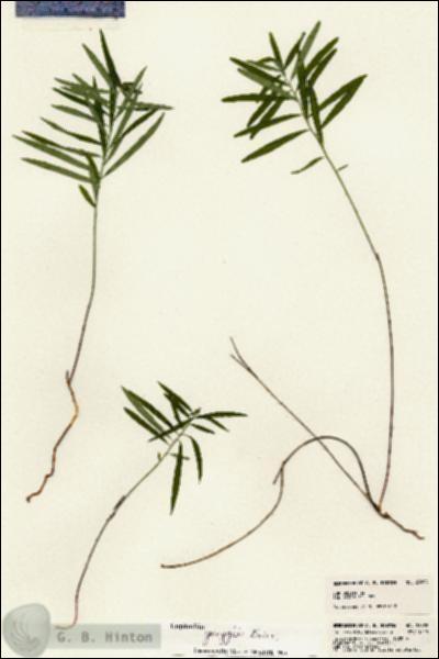 URN_catalog_HBHinton_herbarium_23898.jpg.jpg