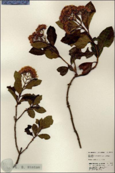 URN_catalog_HBHinton_herbarium_23913.jpg.jpg