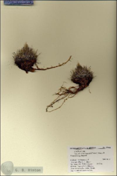 URN_catalog_HBHinton_herbarium_27845.jpg.jpg