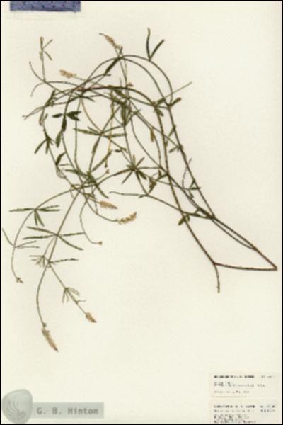 URN_catalog_HBHinton_herbarium_24802.jpg.jpg