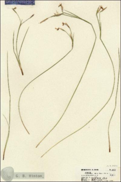 URN_catalog_HBHinton_herbarium_22180.jpg.jpg