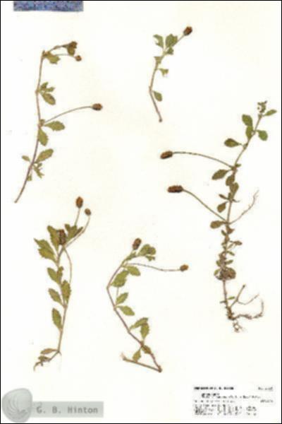 URN_catalog_HBHinton_herbarium_20330.jpg.jpg