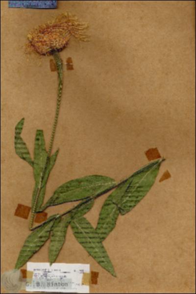 URN_catalog_HBHinton_herbarium_17532.jpg.jpg