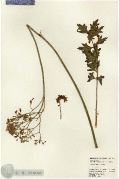 URN_catalog_HBHinton_herbarium_22947.jpg.jpg