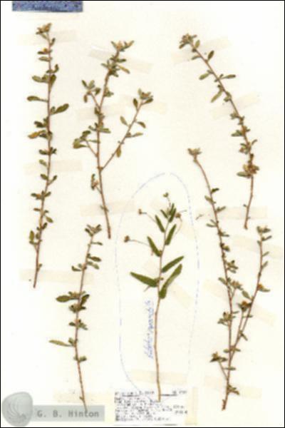 URN_catalog_HBHinton_herbarium_19288.jpg.jpg