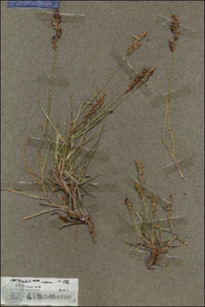 URN_catalog_HBHinton_herbarium_19575.jpg.jpg