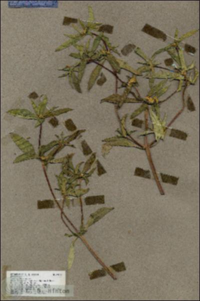 URN_catalog_HBHinton_herbarium_19547.jpg.jpg
