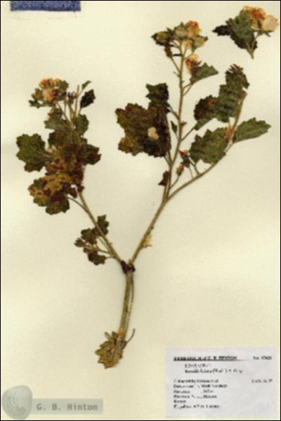 URN_catalog_HBHinton_herbarium_17821.jpg.jpg