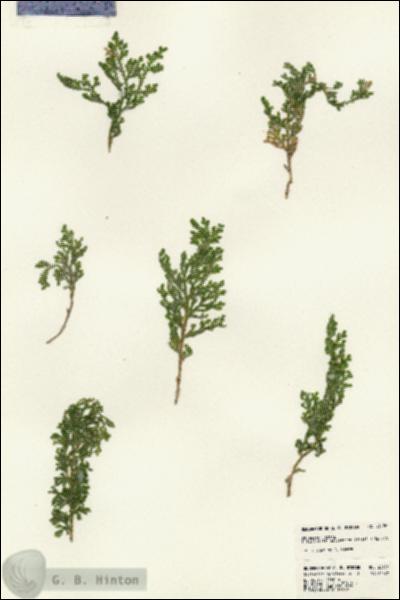URN_catalog_HBHinton_herbarium_23126.jpg.jpg