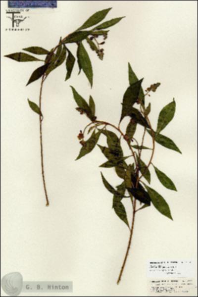 URN_catalog_HBHinton_herbarium_26722.jpg.jpg