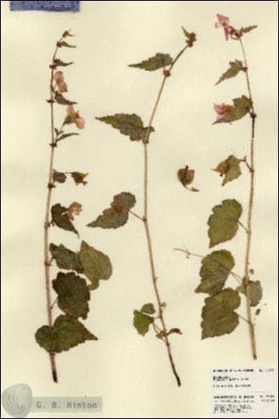 URN_catalog_HBHinton_herbarium_22451.jpg.jpg