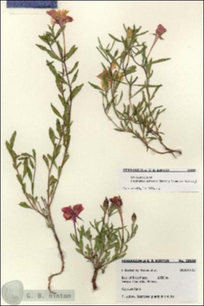 URN_catalog_HBHinton_herbarium_28505.jpg.jpg