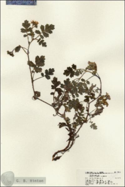 URN_catalog_HBHinton_herbarium_22560.jpg.jpg