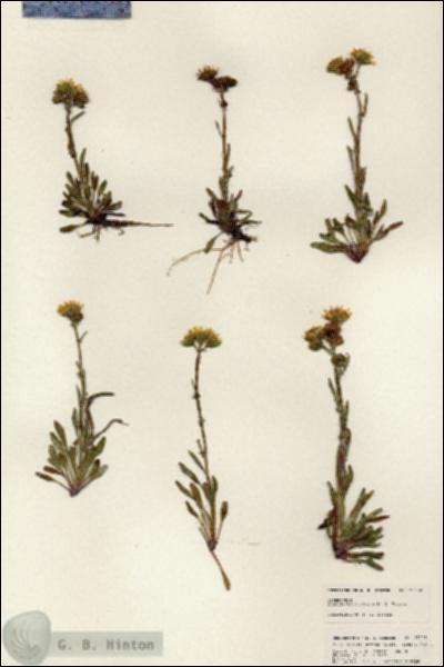 URN_catalog_HBHinton_herbarium_25338.jpg.jpg