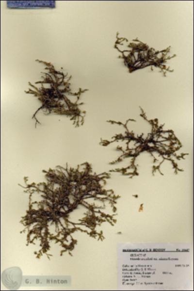 URN_catalog_HBHinton_herbarium_18447.jpg.jpg