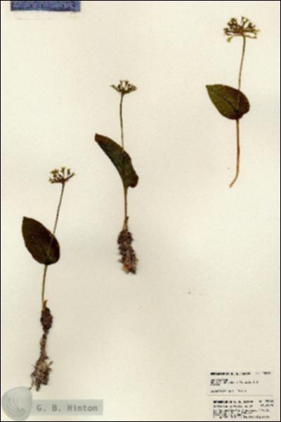 URN_catalog_HBHinton_herbarium_23083.jpg.jpg