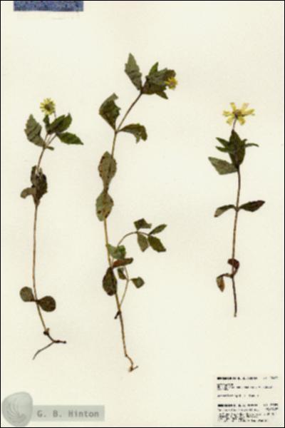 URN_catalog_HBHinton_herbarium_23089.jpg.jpg