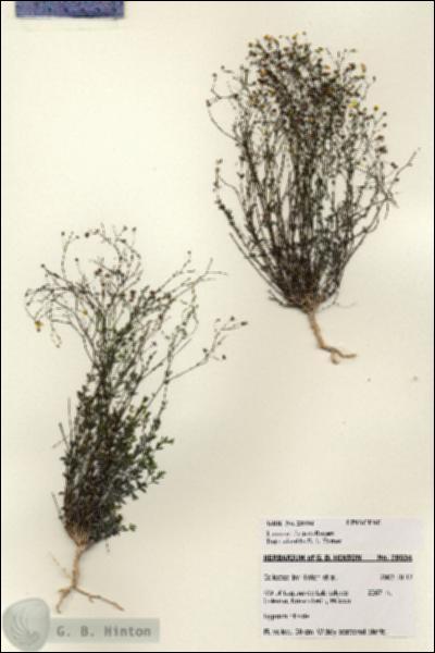 URN_catalog_HBHinton_herbarium_28034.jpg.jpg