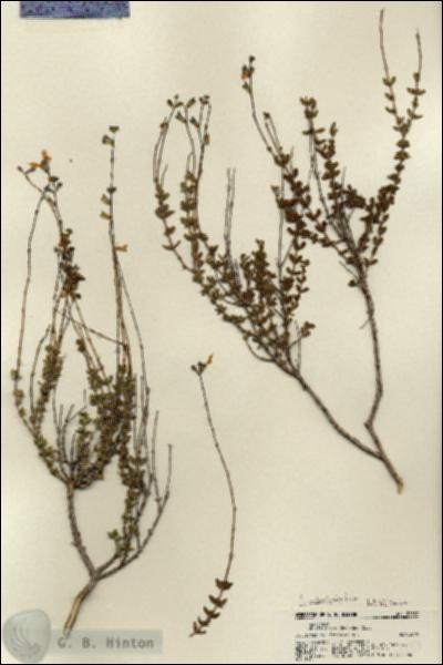 URN_catalog_HBHinton_herbarium_22337.jpg.jpg