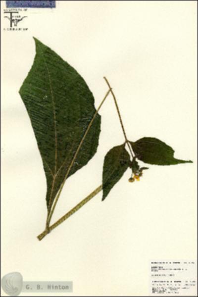 URN_catalog_HBHinton_herbarium_24873.jpg.jpg