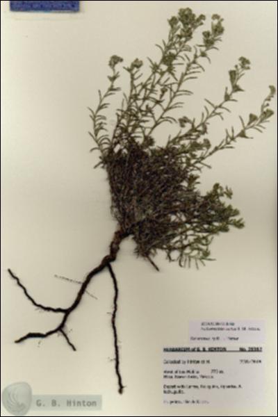 URN_catalog_HBHinton_herbarium_28382.jpg.jpg
