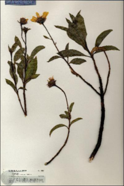 URN_catalog_HBHinton_herbarium_20257.jpg.jpg