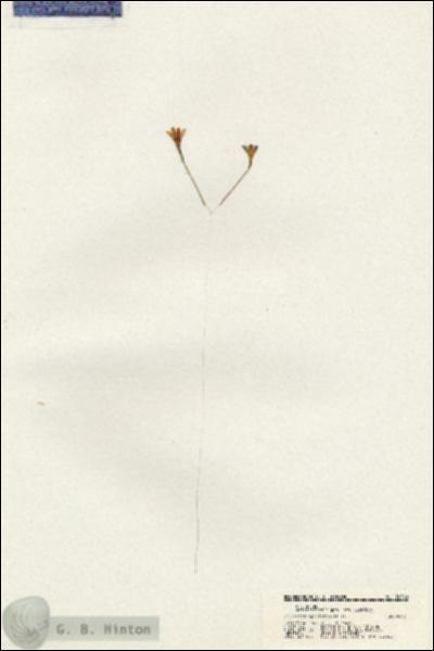URN_catalog_HBHinton_herbarium_20560.jpg.jpg
