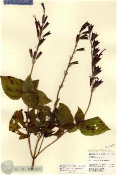 URN_catalog_HBHinton_herbarium_22456.jpg.jpg