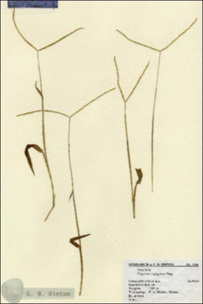 URN_catalog_HBHinton_herbarium_2294.jpg.jpg