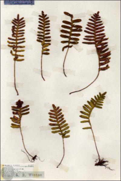 URN_catalog_HBHinton_herbarium_19389.jpg.jpg