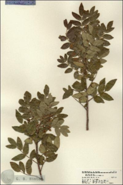 URN_catalog_HBHinton_herbarium_22214.jpg.jpg