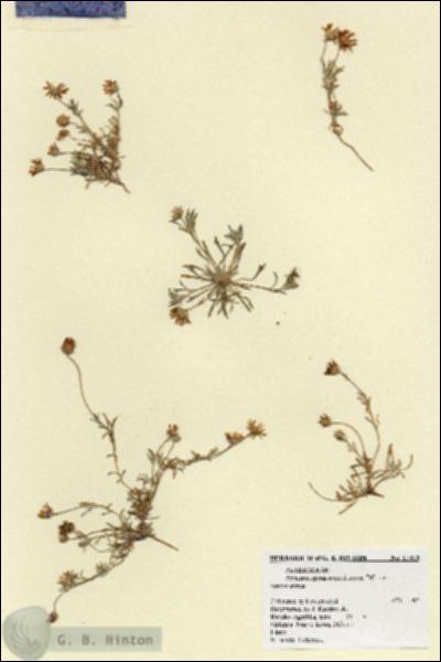 URN_catalog_HBHinton_herbarium_17318.jpg.jpg